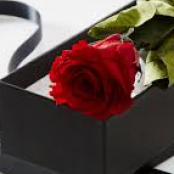 Boxed single Rose